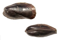 Modiolus scalprum
